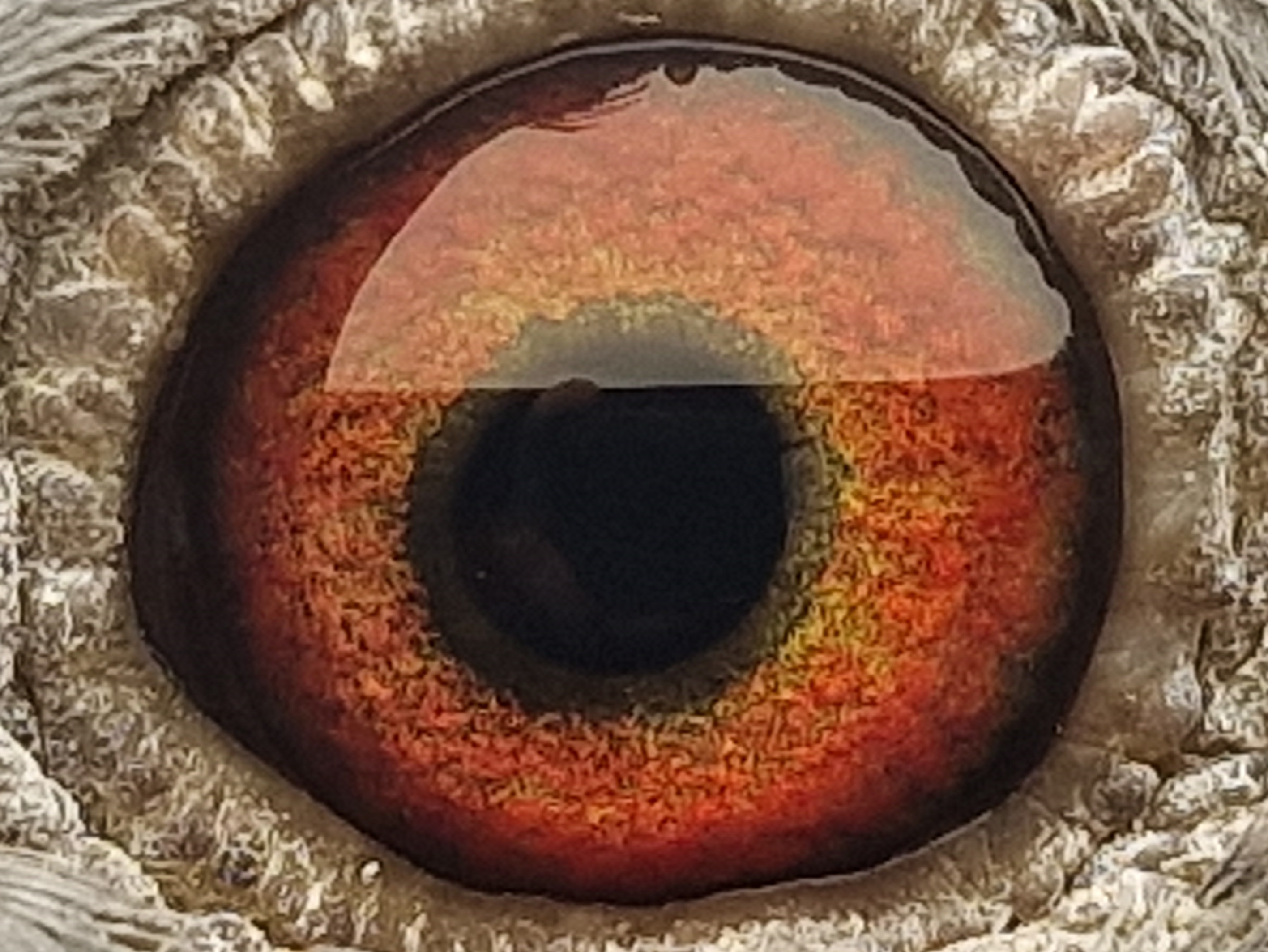 Pigeon eye